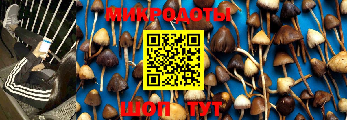 Псилоцибиновые грибы мицелий Геленджик