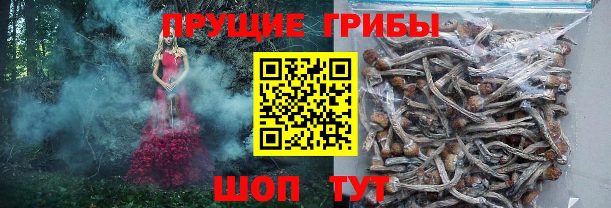 Геленджик  Псилоцибиновые грибы Psilocybe  Вход с VPN 